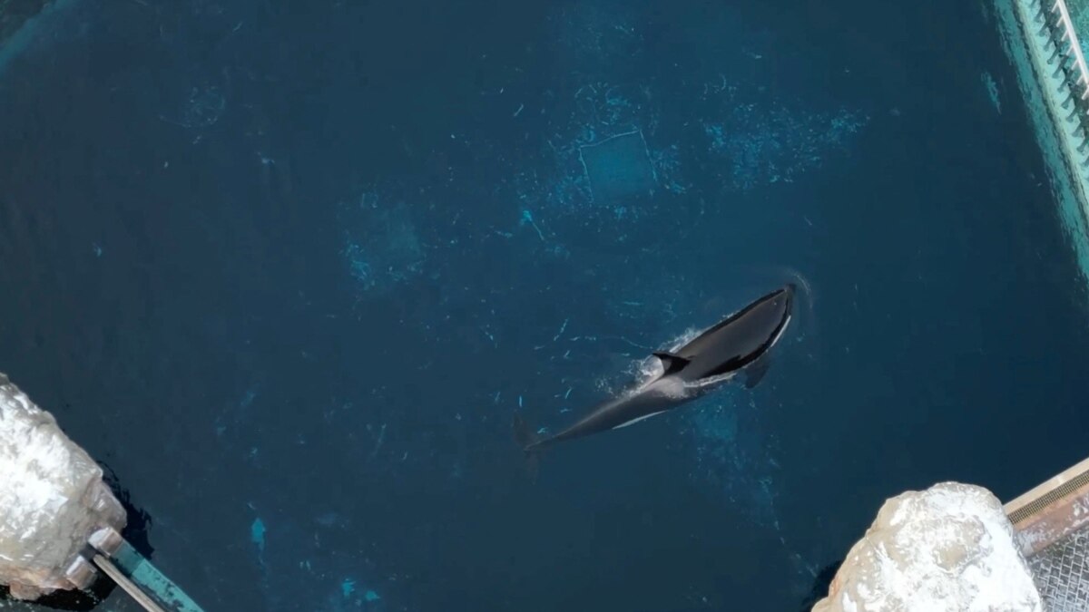 Kiska, the last killer whale in captivity in Canada, has died