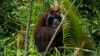 Seekor orangutan memanjat pohon di Pusat Penyelamatan dan Rehabilitasi Orangutan Samboja Lestari milik BOSF (Borneo Orangutan Survival Foundation), dekat lokasi pembangunan IKN di Samboja, Kalimantan Timur, 9 Maret 2023. (Foto: AP)