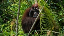 Seekor orangutan memanjat pohon di Pusat Penyelamatan dan Rehabilitasi Orangutan Samboja Lestari milik BOSF (Borneo Orangutan Survival Foundation), dekat lokasi pembangunan IKN di Samboja, Kalimantan Timur, 9 Maret 2023. (Foto: AP)