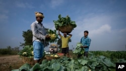 FILE - Farm workers pack freshly harvested cauliflowers at a farm in Pedavuppudu village, Guntur district of southern India's Andhra Pradesh state, Feb. 12, 2024.