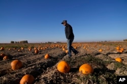 Alan Mazzotti walks through one of his pumpkin fields, Oct. 26, 2023, in Hudson, Colorado.