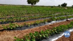Burkina senekelaw demebagaw geleyara ka, sababu ke, sanu bo koson.