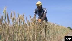 A worker from the Senegalese Agricultural Research Institute tends wheat in a field in Sangalkam, Senegal, April 7, 2023. Senegalese researchers have begun harvesting experimental homegrown wheat, the latest step in a yearslong effort to reduce reliance on imports.