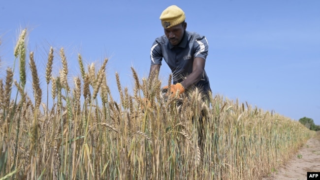 A worker from the Senegalese Agricultural Research Institute tends wheat in a field in Sangalkam, Senegal, April 7, 2023. Senegalese researchers have begun harvesting experimental homegrown wheat, the latest step in a yearslong effort to reduce reliance on imports.