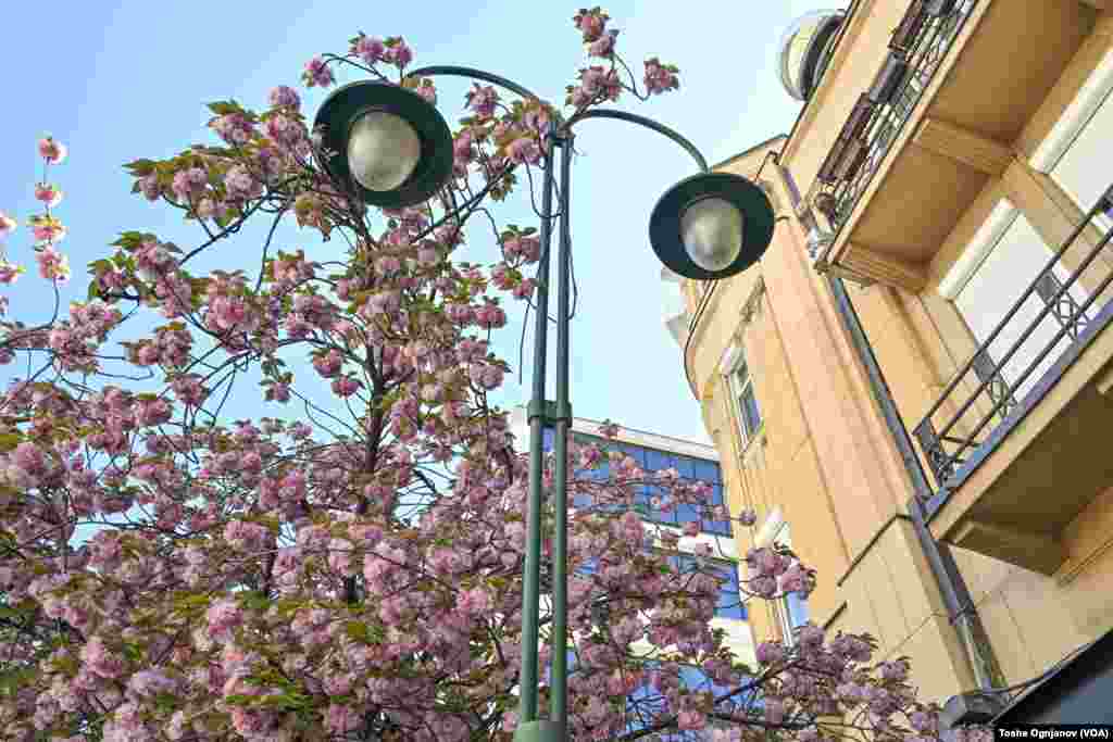 Cherry blossom in Skopje, North Macedonia, 04.04.2024