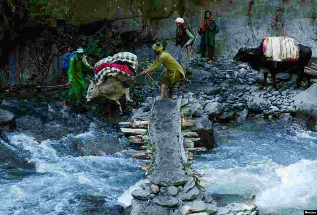 Nomads from the Gujjar tribe attempt to prevent a cow carrying luggage from jumping into a river in Chamba, in the northern state of Himachal Pradesh, India.