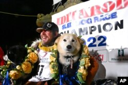 FILE - Iditarod winner Brent Sass poses for photos with lead dogs Morello, left, and Slater after winning the Iditarod Trail Sled Dog Race in Nome, Alaska, March 15, 2022.