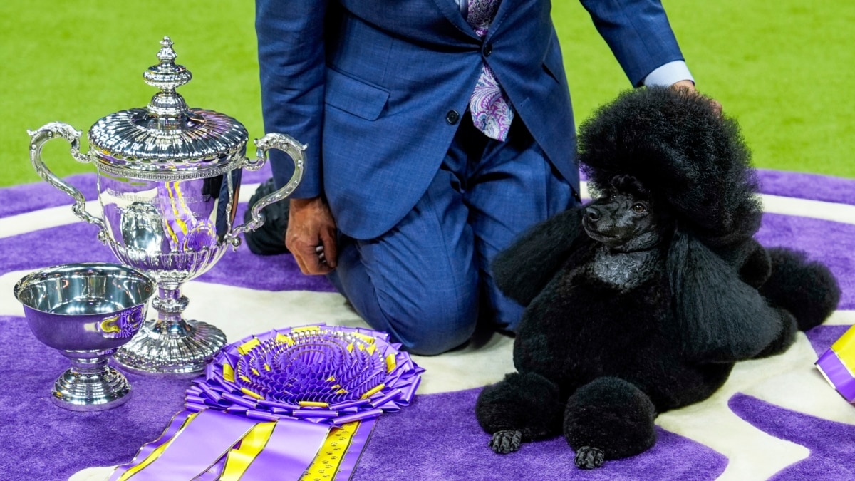 Miniature Poodle Wins Westminster Dog Show - Vimarsana News