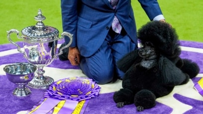 Miniature Poodle Wins Westminster Dog Show