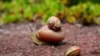 Siput di taman sekitar kastil Wolfsgarten Earl of Hesse di Langen dekat Frankfurt, Jerman, 15 Mei 2016. (Foto: REUTERS/Kai Pfaffenbach)