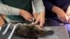 In this screen grab taken from a video, a person puts tape on a platypus in Taronga Wildlife Hospital at Taronga Western Plains Zoo in Dubbo, Australia, July 8, 2024.