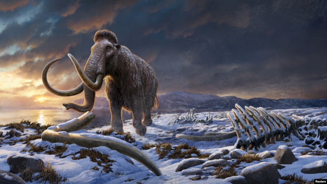 An undated artist's impression of the last woolly mammoth on Wrangel Island in the Arctic Ocean off the coast of Siberia, Russia. 