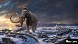 An undated artist's impression of the last woolly mammoth on Wrangel Island in the Arctic Ocean off the coast of Siberia, Russia. 
