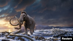 ภาพวาดของช้างแมมมอธตัวสุดท้ายบนเกาะแรงเกล ในมหาสมุทรอาร์ติก นอกชายฝั่งไซบีเรีย ประเทศรัสเซีย ซึ่งเป็นฝีมือของศิลปินรายหนึ่ง โดยไม่มีการระบุวันที่วาดไว้