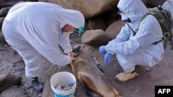 Members of the National Food Health and Quality Service take samples from a dead sea lion in the Atlantic coast near Viedma, Rio Negro Province, Argentina, Aug. 29, 2023, in this photo released by the Rio Negro Province Environment Secretariat via Telam. 