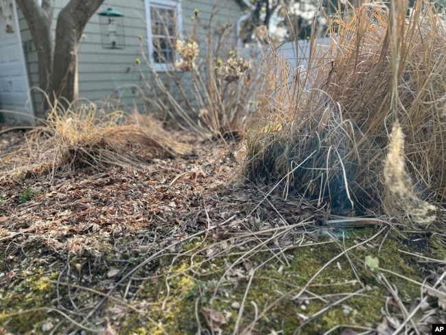 FILE - This March 18, 2024, image provided by Damiano shows leaves and plants covering a garden in Glen Head, New York. (Jessica Damiano via AP)