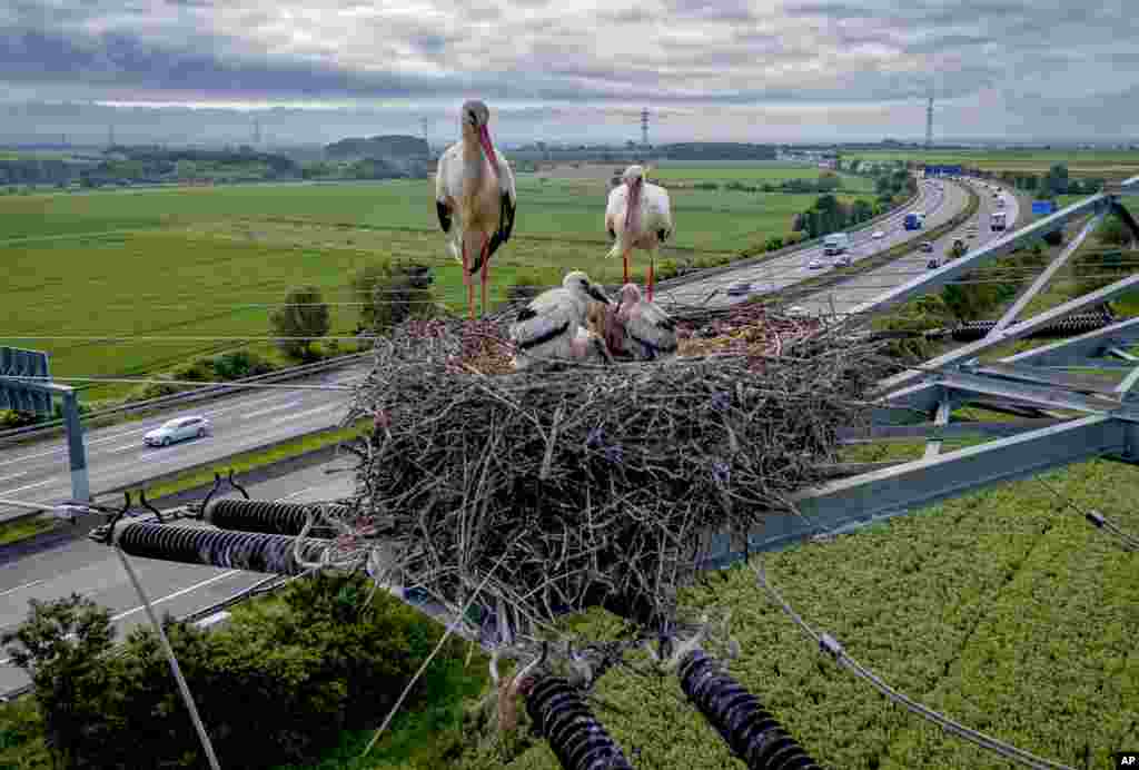 A stork family nests on a power pole above a highway in the outskirts of Frankfurt, Germany.