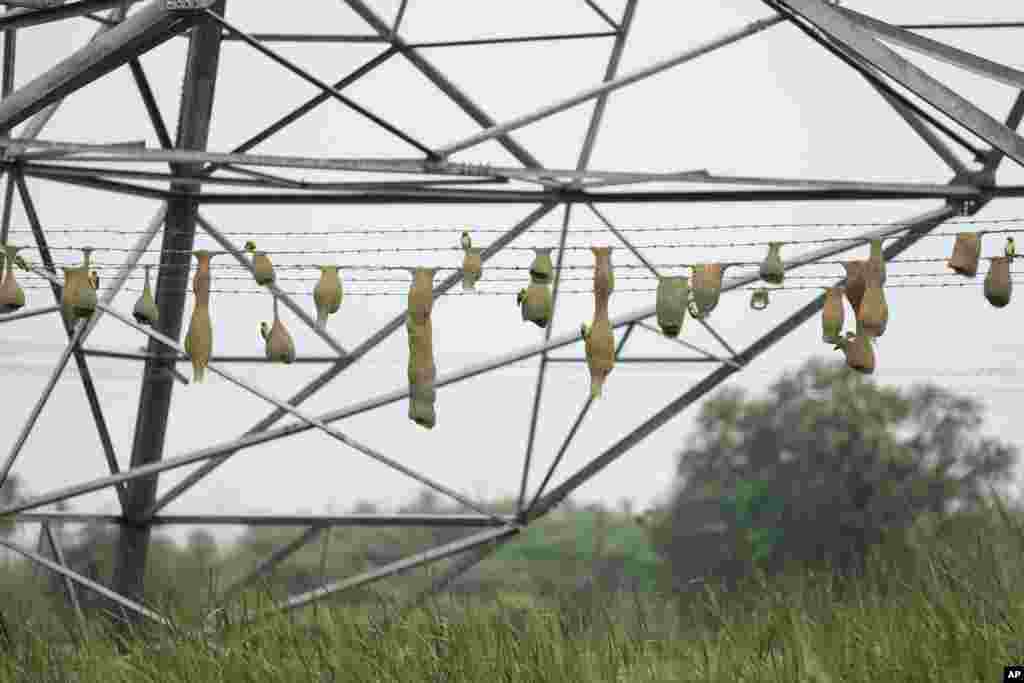 Baya weaver birds built nests on Electric Transmission Tower fencing on the outskirts of Chennai, India.