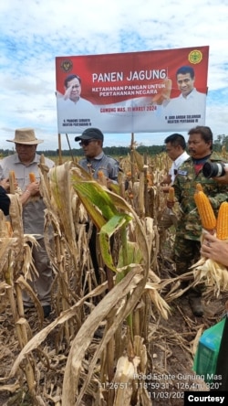 Panen komoditas jagung di food estate, Gunung Mas, Kalteng di klaim menghasilkan rata-rata 5,6 ton per hektare. (humas Kementan)
