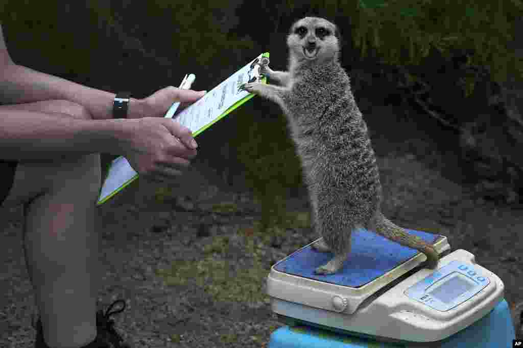 Frank the Meerkat is weighed during London Zoo's Annual Weigh In, in London, on Aug. 24, 2023. 