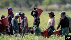 Un estudio del Instituto de Impuestos y Política Económica revela que los inmigrantes sin estatus legal en EEUU generan importantes ingresos fiscales.