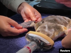 A person inspects a platypus in Taronga Wildlife Hospital at Taronga Western Plains Zoo, in this screen grab taken from a video, in Dubbo, Australia, July 8, 2024.
