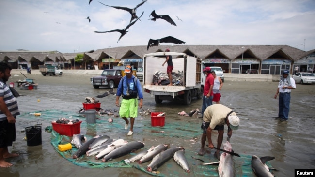 Pescadores en Manta, Ecuador, cortan las cabezas y las aletas de tiburones el 1 de abril de 2023.
