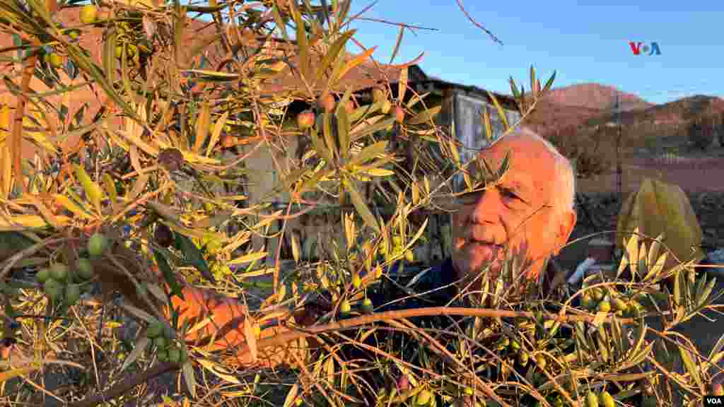 El chileno Freddy Flores observa sus olivos.