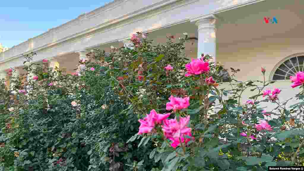 El Jardín de Rosas en la Casa Blanca es reconocido por sus limpias líneas geométricas, con un campo abierto de grama en su centro. Alrededor, la abundancia de rosas es protagonista del espacio.