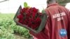 Kenyan Rose Producers Profit from Solar Power 