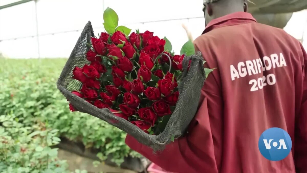Kenyan Rose Producers Profit from Solar Power