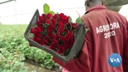 Kenyan Rose Producers Profit from Solar Power 