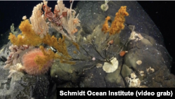Scientists have discovered more than 100 new species living on seamounts off the coast of Chile. From deep-sea corals to glass sponges and more, the scientists say these discoveries from a recent Schmidt Ocean expedition could contribute to new science.