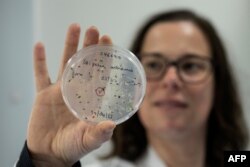 Seorang ilmuwan menyemaikan benih untuk memeriksa kesehatannya setelah disimpan di Kew Millennium Seed Bank di Wakehurst, selatan London, 25 April 2023. (Ben Stansall / AFP)