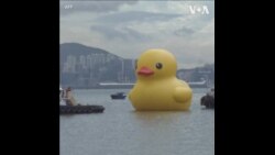 “大黄鸭”十年后再度现身香港 