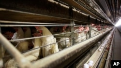 FILE - Chickens stand in their cages at a farm, Nov. 16, 2009, near Stuart, Iowa. 