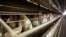 FILE - Chickens stand in their cages at a farm, Nov. 16, 2009, near Stuart, Iowa. 