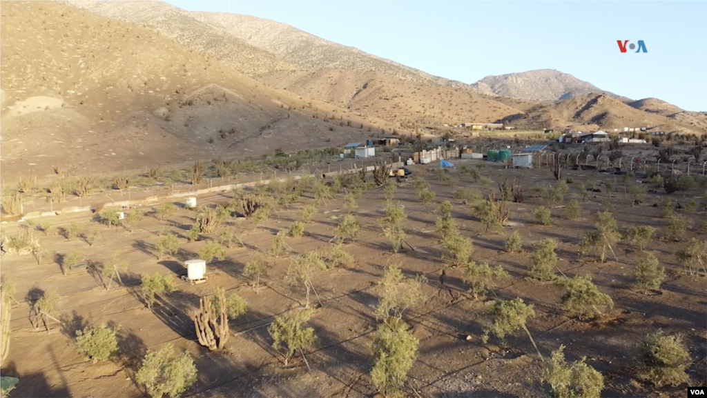 Plantaciones de olivos en el desierto costero de Atacama.