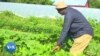 Un couple d'agriculteurs nigérians vit le rêve américain