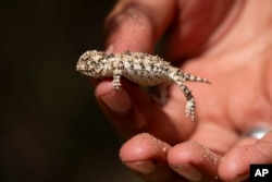 A California Horned Lizard is held for classification in the Ejido Jacume in the Tecate Municipality of Baja California, Mexico, April 19, 2024.
