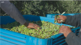 olive oil south africa huile d'olive afrique du sud