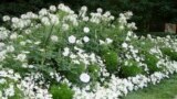 This 2005 image provided by Deborah Silver shows a moon garden she designed and planted at a museum in Bloomfield Hills, Michigan.