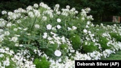 This 2005 image provided by Deborah Silver shows a moon garden she designed and planted at a museum in Bloomfield Hills, Michigan.