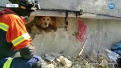 Enkaz Altından Günler Sonra Kurtarılan Köpek 