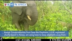 VOA60 Africa - Kenya: Conservationists use bees to keep elephants away from farmers' crops