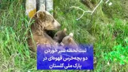 ثبت لحظه شیر خوردن دو بچه‌خرس قهوه‌ای در پارک ملی گلستان 