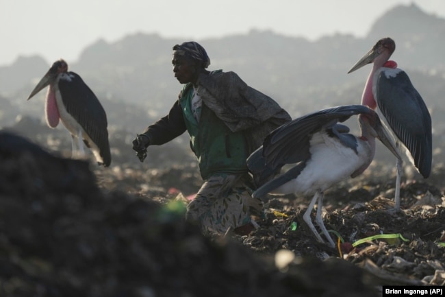 A woman who scavenges recyclable materials for a living, center, walks past Marabou storks feeding on a mountain of garage amidst smoke from burning trash at Dandora, the largest garbage dump in the capital Nairobi, Kenya Wednesday, March 20, 2024. (AP Photo/Brian Inganga)