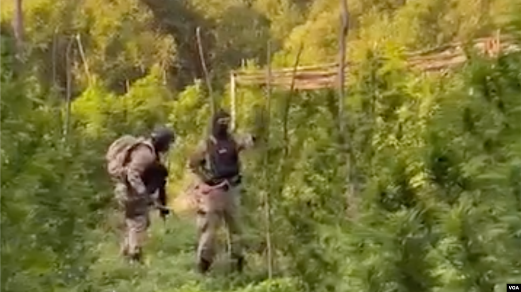 Policia shqiptare shkatërron afro 290 mijë bimë narkotike dhe arreston 110 kultivues