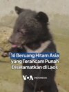 16 Beruang Hitam Asia yang Terancam Punah Diselamatkan di Laos