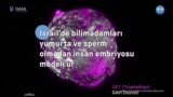 İsrail’de bilimadamları yumurta ve sperm olmadan insan embriyosu modeli üretti 